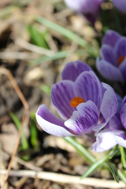 March29_crocuses2