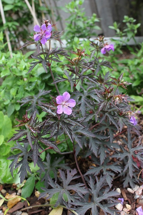 July14_ (4_3)