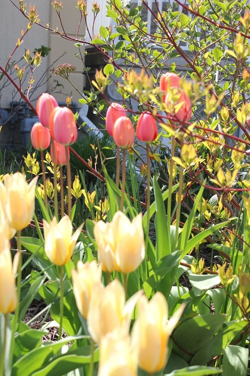 May10_tulips