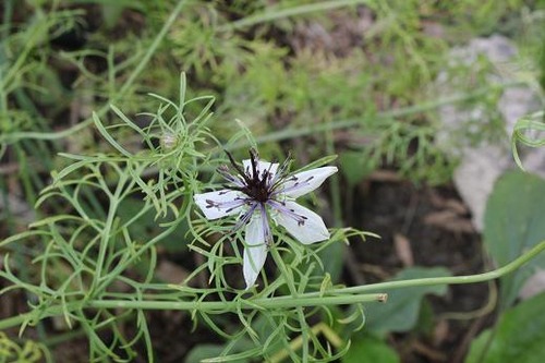 Aug5_nigella