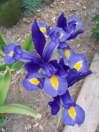 May31_iris