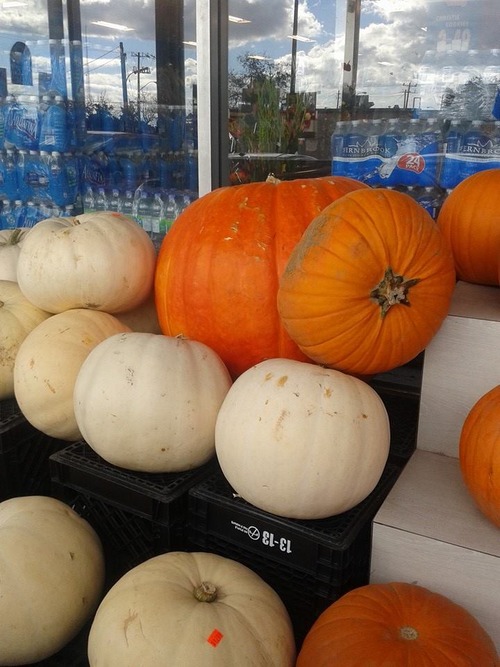 pumpkins1