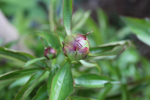 May17_peony