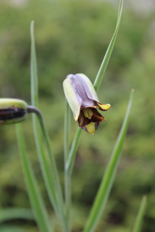 May22_Fritillaria elwesii