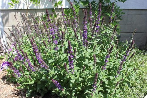 June14_salvia