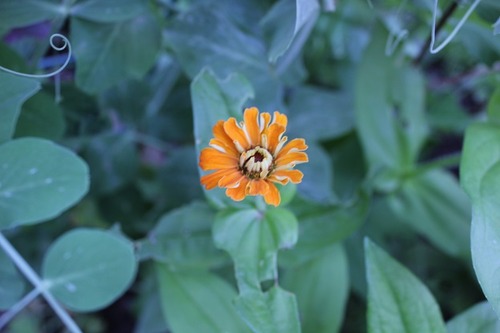 July19_zinnia2
