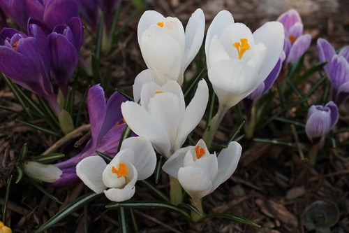 April17_crocus4