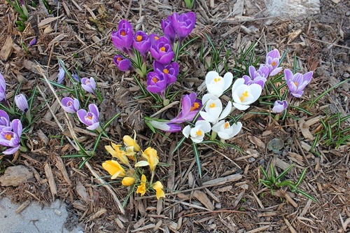 April17_crocus1