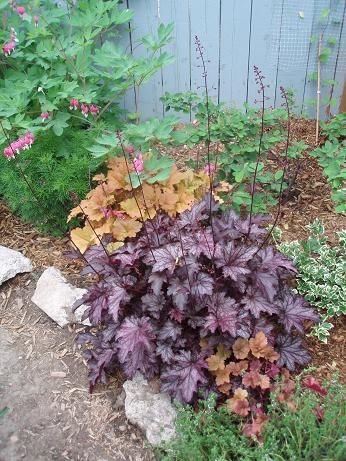 May27_heucheras