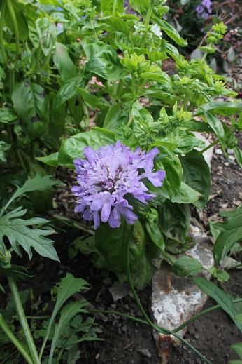 Oct10_scabiosa