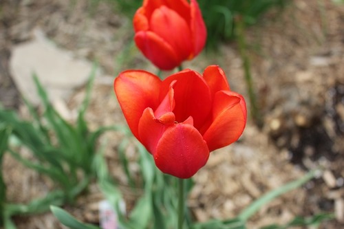 May18_otulips