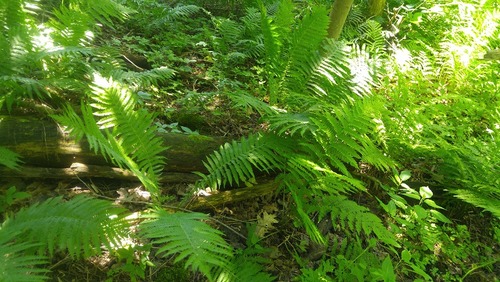 July8_Kortright (5)