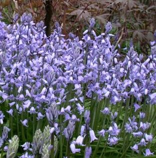 SpanishBlueball