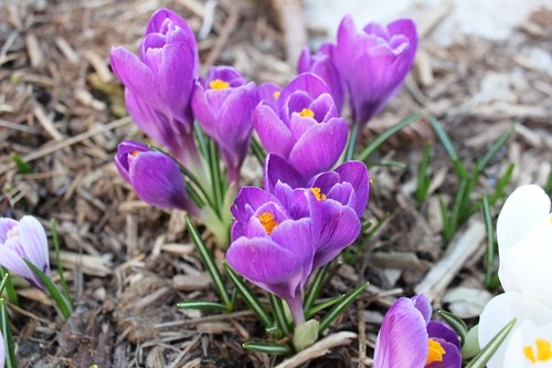 April17_crocus3
