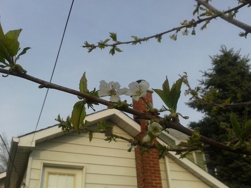 May13_cherrytree1
