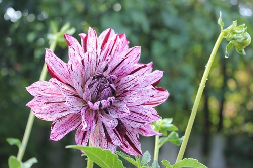 Aug18 (6)