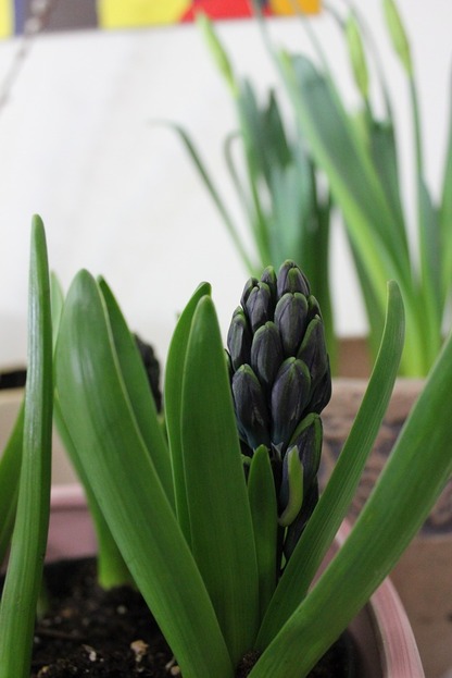 Feb21_hyacinth