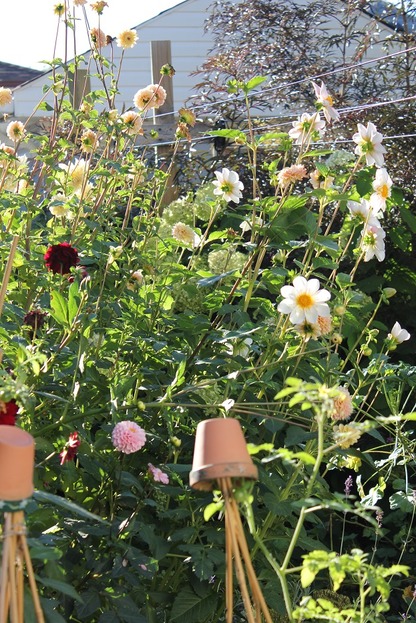 Oct10_dahlias