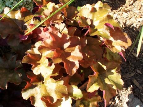 heuchera_peachmelba