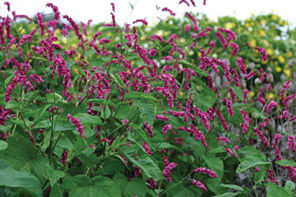Cerise Pearls Persicaria