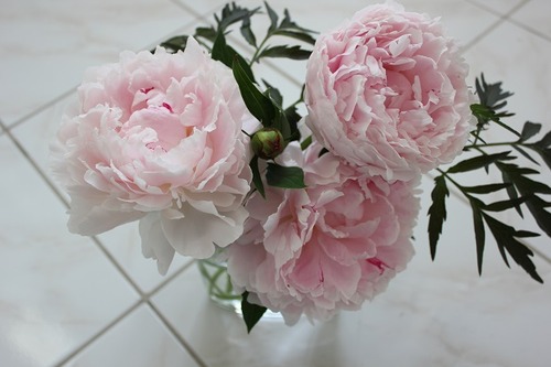 June13_cpeony1