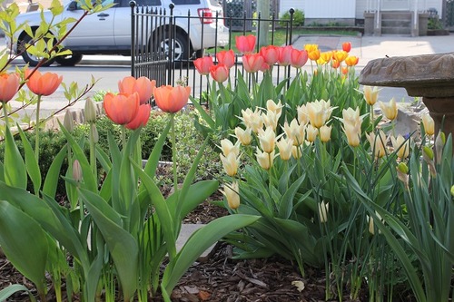 May10_ftulips2