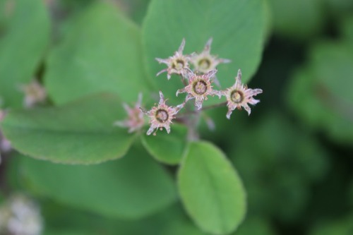 May22_barberry