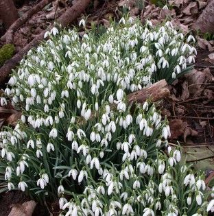 Snowdrops