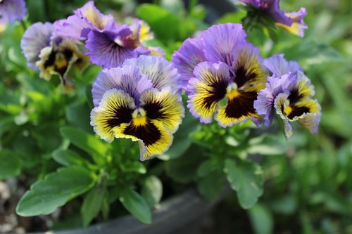 May27_pansies