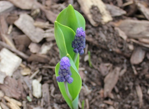 May3_muscari