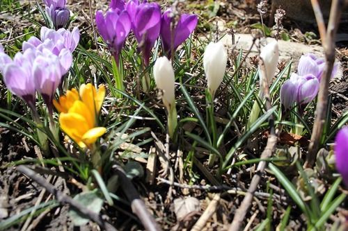 March29_crocuses4