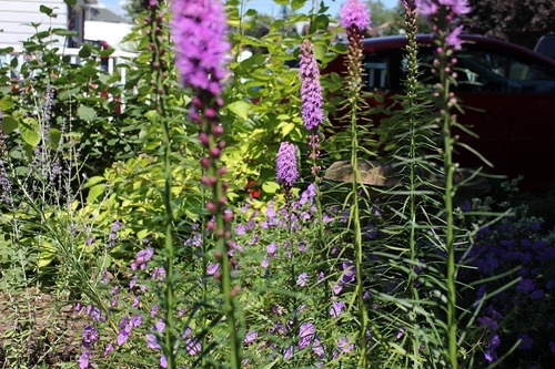 Aug9_liatris