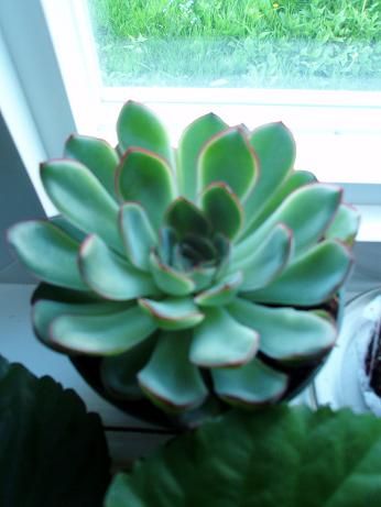 succulent2