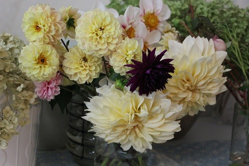 Oct22_dahlias