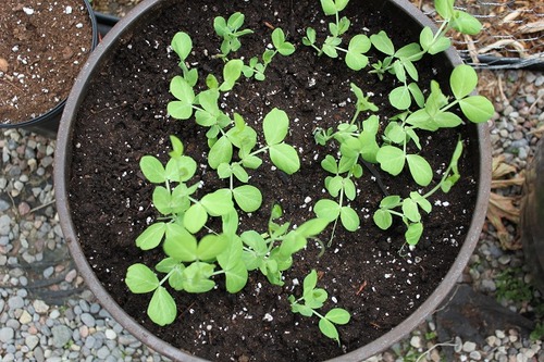 May22_snowpeas