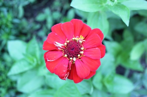July19_zinnia1