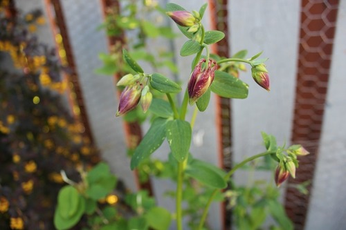 May22_aquilegia5