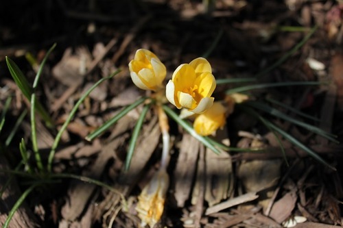 Apr9_crocus