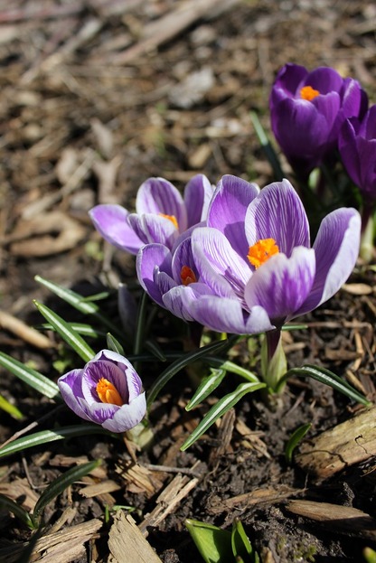 March26_crocuses6