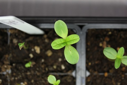 April11_zinnias