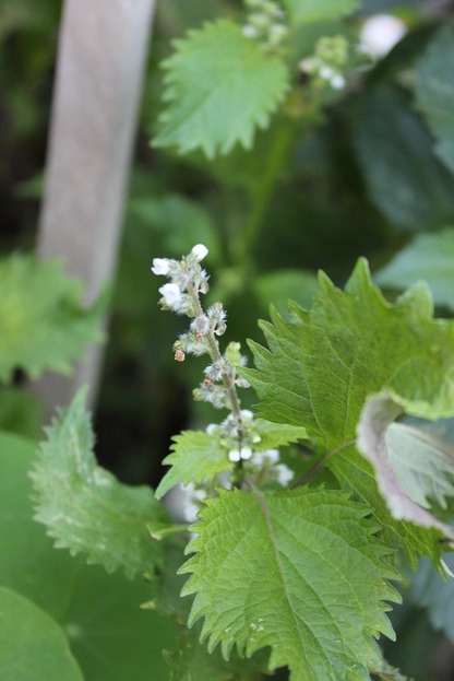 Oct12_shiso