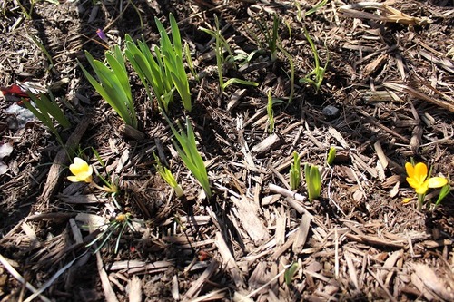 March29_crocuses3