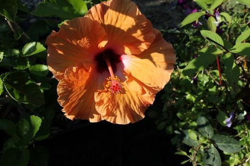 Aug25_hibiscus