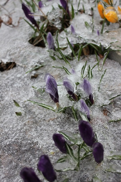 March25_crocuses2