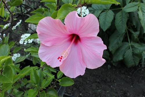 Aug11_hibiscus