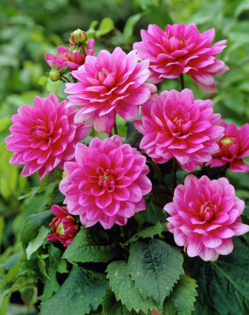 Dahlia-Bluesette