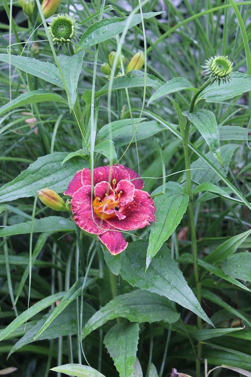 July14_ (20_2)