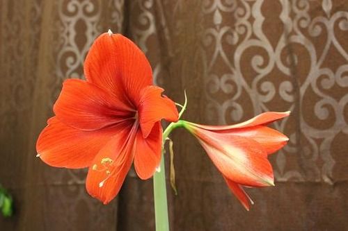 amaryllis