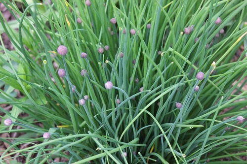 May22_chives1