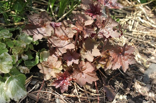 May7_heuchera